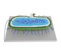 Hohopeti Modèle Anatomie Cellulaire Bactérienne Réaliste pour Enseignement Biologie Outil Pédagogique Précis pour École et Laboratoire Démonstration Microbienne Détaillée