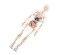 Hohopeti Modèle Anatomique du Corps Humain pour Garçon Fille avec Organes Amovibles Puzzle Éducatif pour Apprentissage Structure Anatomique et Développement Éducatif