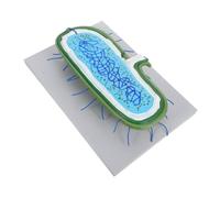 Hohopeti Modèle de Cellule Agrandi Interactif avec Organites Détaillés Modèle Enseignement pour Démonstration et Étude des Hépatocytes