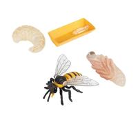 Hohopeti Modèle de Cycle de Croissance des Abeilles 4 Pièces en Plastique Sûr, D'éveil Cognitif pour Garçon et Filles, Décoration Éducative pour Apprentissage Scientifique et Stimulation