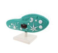 Hohopeti Modèle de Paramécie avec Support Stable Modèle Apprentissage Biologie pour Éducation Scientifique Structure Cellulaire avec Cils pour Enseignement Classe et Recherche Laboratoire