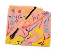 Hohopeti Modèle De Structure Peau Modèles D'Anatomie Enseignement Peau Apprentissage De L'Anatomie Organe Humain Enseignement des Sciences