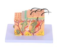 Hohopeti Modèle de tissu cutané humain agrandi pour étude médicale visualisation réaliste des couches de la peau outil pédagogique pour enseignement et recherche biologique