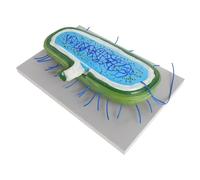 Hohopeti Modèle Microbiologique Éducatif Réaliste pour Enseignement Biologie Fournitures Pédagogiques Modèle Micro-organismes et Outil Interactif pour Collège et Démonstrations Scolaires