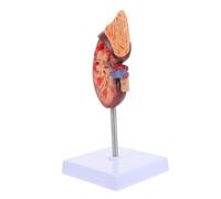 Hohopeti Naturel avec Support Détachable pour Enseignement de Biologie et Études Médicales