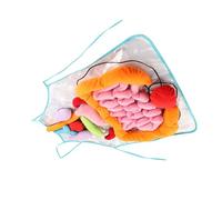 Hohopeti Tablier Éducatif Organes Internes Garçon Fille pour Apprentissage Corps Humain Jeu Pédagogique Amovible Sensibilisation Organes et Développement Cognitif