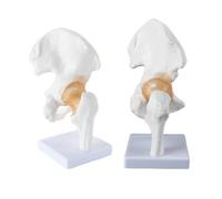 Hoite Modèle d'articulation de la hanche grandeur nature avec ligaments flexibles et support pour démonstration éducative et recherche scientifique