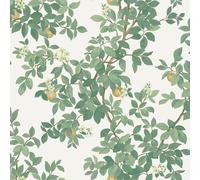 Holden 14240 Papier peint sur le thème botanique du verger d'orangers Idéal pour les chambres à coucher, les couloirs ou les projets de bricolage Crème/vert