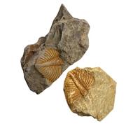 Holibanna 2 pièces Fossiles de Trilobite Modèles de Queue de Ver Paléontologie Enseignement Scientifique Décoration de Bureau Collection Archéologie