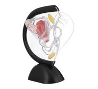 Holibanna Modèle Transparent Utérus PVC Léger Modèle Anatomique Du Système Reproducteur Féminin pour Recherche Médicale Enseignement et Démonstration