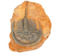 Holibanna Spécimen D'insecte Fossile Paléontologique pour L'enseignement Scientifique, Ornement Décoratif Naturel, Collection Éducative pour Salle de t Laboratoire