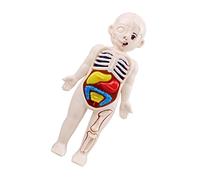 HOLIDYOYO 1 ensemble Modèle de Torse Ensemble Modèle Organes Internes pour Garçon Fille Éducatif de DIY Puzzle Pédagogique pour Apprentissage des Sciences