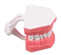 HOLIDYOYO 1 pour Démonstration D’hygiène Bucco-, Accessoire Pédagogique pour Étudiants et Enseignants, Outil D’étude des Techniques de Brossage