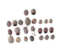 HOLIDYOYO 24 Pièces de Noix Séchées Naturelles pour Décoration de Couronne de Noël Cadre Photo et Sapin Fruits Secs Originaux Taille Aléatoire Accessoires DIY pour Décoration Festive