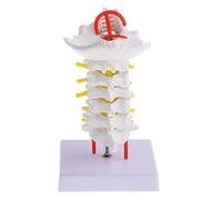 HOLIDYOYO Modèle Anatomique de Colonne Cervicale Modèle en PVC Outil Pédagogique pour Médecins et Étudiants 1 Pièce pour Enseignement et Affichage
