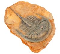 HOLIDYOYO Spécimen D’insecte Fossile Paléontologique Décoratif pour L’enseignement des Sciences, Ornement Pédagogique Naturel, Décor Scientifique Éducatif pour Collection et Exposition