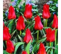 HomeAndGarden.UK Pack de 25 Rouge Tulipe chaperon rocaille Miniature Fleurissent au printemps