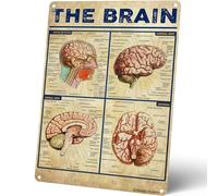 Homely Accents The Brain Knowledge, poster d'anatomie en métal vintage, décoration murale pour bureau médical, clinique, cadeau scolaire pour médecins, étudiants en médecine, 30,5 x 40,6 cm