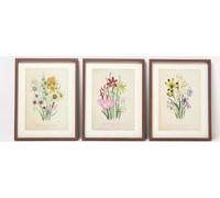 HOMESCAPES Lot de 3 tableaux encadrés - Tableaux de fleurs sauvages en format vertical, 30 x 40 cm chacun