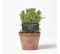 HOMESCAPES Plante Verte Artificielle en Pot Romarin, Herbe aromatique Artificielle