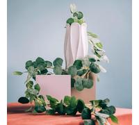HOMLA Guirlande d'eucalyptus artificielle 195 cm Feuilles vertes Décoration Tropical Zone