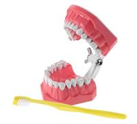 HOMOBABE 1 Ensemble Modèle D'enseignement Oral Modèle De Bouche Modèle De Brossage Outil D'enseignement Du Brossage Des Dents Modèle De Dent Modèle De Brossage De Dents Plastique
