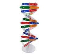 HOMOBABE Modèle Double Éducatif pour Garçon et Filles Kit Pédagogique Scientifique Matériel de Jouet d'Assemblage Projet Scientifique Activité Scolaire 1 Ensemble