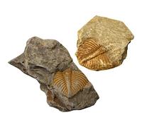 HOMOCONO 2 pièces Fossiles de Trilobite Échantillons de Paléontologie pour Décoration et Enseignement Modèles de Simulation pour Recherche et Appréciation