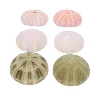 Homoyoyo 6 pièces Ornements Naturels de Conques et Oursins Marins pour Aquarium Décor Côtier Estival pour Vase Table à Manger et Maison Accessoires Sûrs et Écologiques Couleur Aléatoire