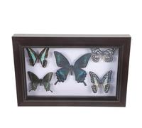 Homoyoyo Cadre d'Exposition de Mural, Coffret en Bois avec Couvercle Transparent, Compact et Léger, Décoration Murale Artistique pour Salon et Bureau