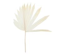 Homoyoyo Feuille de Palmier Séchée Naturelle Blanche, Décoration Murale Artistique, Accessoires de Décor de Fête, Fournitures de Bricolage, Composition de Fleur Polyvalente, Fleurs Séchées