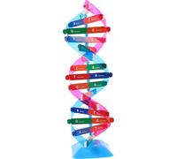 Homoyoyo Modèle Adn Double Hélice Pédagogique en Plastique Robuste, 1 Pièce, Kit de Modélisation Moléculaire Coloré pour Apprentissage Interactif en Biologie, Outil Scientifique Éducatif