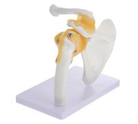 Homoyoyo Modèle D'anatomie D'épaule En 3D Pour L'enseignement - Équerre D'articulation Détaillée - Outil Éducatif Interactif Pour La Formation Médicale Et L'affichage Pédagogique