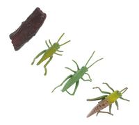 Homoyoyo Modèle Miniature de Cycle de Vie de Sauterelle, Kit Éducatif 4 Pièces, Simulation Réaliste du Développement des Insectes, Pédagogique Scientifique pour Garçon et Filles,