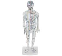 Homoyoyo Modèle Pédagogique d'Acupuncture Masculin Blanc, Représentation Précise des Méridiens pour Formation en Acupuncture et Massage