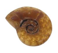Homoyoyo Pendentif Fossile à Vis Collier Charmes Du Spécimen D'ammonite Pendentif De Conque Naturel Charmes De Bijoux D'ammonite Spécimen De Conque Naturel Bijoux De Mer Fossile En Spirale