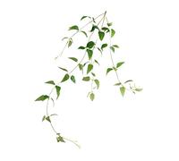 Homoyoyo Plante Artificielle Décorative Clématite Rotin Verte pour Décoration Intérieure avec Tiges Flexibles