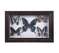 HOMSFOU Cadre Butterfly Naturalise En Bois 12 Pouces Véritable cadre d'exposition Butterfly Diy DéCoration Murale Multicolore Pour Maison Art CréAtif