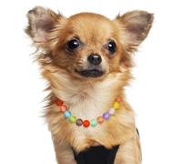 HOMSFOU Collier Ajustable pour Chien et Chat en Perles Candy Color Breloque Fleur, Collier Décoratif pour Petites Tailles, Accessoire Fête et Mariage Élégant