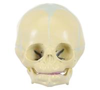 HOMSFOU Modèle Anatomique sans Odeur de Crâne D'garçon et Filles en Pvc Beige Reproduction Réaliste du Crâne de Bébé pour Étude Médicale et Affichage à Domicile