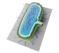 HOMSFOU Modèle Cellulaire Pédagogique 3D Bactéries, Chromosome et Flagelle, Modèle D’enseignement Microbiologie pour Collège, Outil D’Apprentissage Scientifique Interactif Éducatif