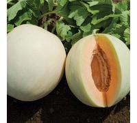 Honeydew Melon Seeds 25 graines