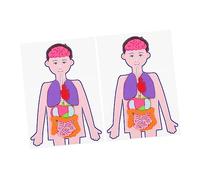 HONITANO 2 Ensembles D'Outils Pédagogiques pour L'Apprentissage des Organes du Corps Humain Modèle D'Anatomie du Torse Éducatif pour Enfants Corps des Tout-Petits Jouets