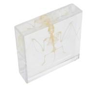 HONITANO Réplique Réaliste de Squelette de Chauve-Souris pour Décoration Halloween Apprentissage et Collection