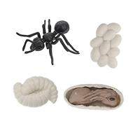 HONMEET 1Ensemble Modèle Éducatif de Simulation de Cycle de Vie des Fourmis Ouvrières Jouet Cognitif Plastique pour Garçon Fille Aide à Enseignement et Décoration Intérieure