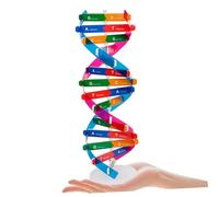 HONMEET 2 pièces Modèle Double Hélice Outil Pédagogique Biologie pour École et Laboratoire Aide à Apprentissage des Gènes Enseignement Physiologie Collège et Médecine