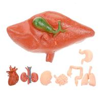 HONMEET Modèle Anatomique Montessori pour Garçon et Filles Ensemble de 8 Modèles D’Organes Humains Réalistes Accessoires Pédagogiques pour Éducation et Démonstration Médicale