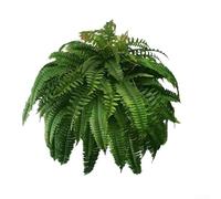Honseadek Fougère de Boston artificielle - Petite plante verte - Décoration pour la maison, le jardin, les fêtes, les mariages, l'aménagement paysager intérieur et extérieur (39 têtes)