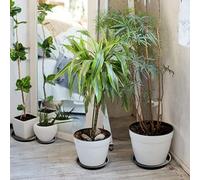 Honseadek Soucoupe ronde pour plantes grasses, plateau de pot en plastique de 15,2 cm pour plantes d'intérieur, plateau de drainage en résine PP, plateau d'égouttement étanche noir avec (15,2 cm)