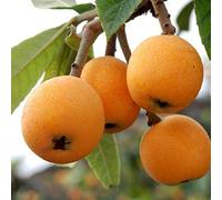 HOO PRODOTTI - Semi Loquat Loquat frutto Eriobotrya Japonica 5 PCS 1 Professional Service Pack nuovo di zecca!